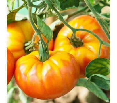 Tomates Ananas Pays