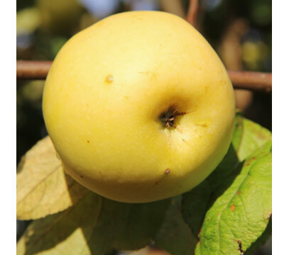 Pomme Golden BIO