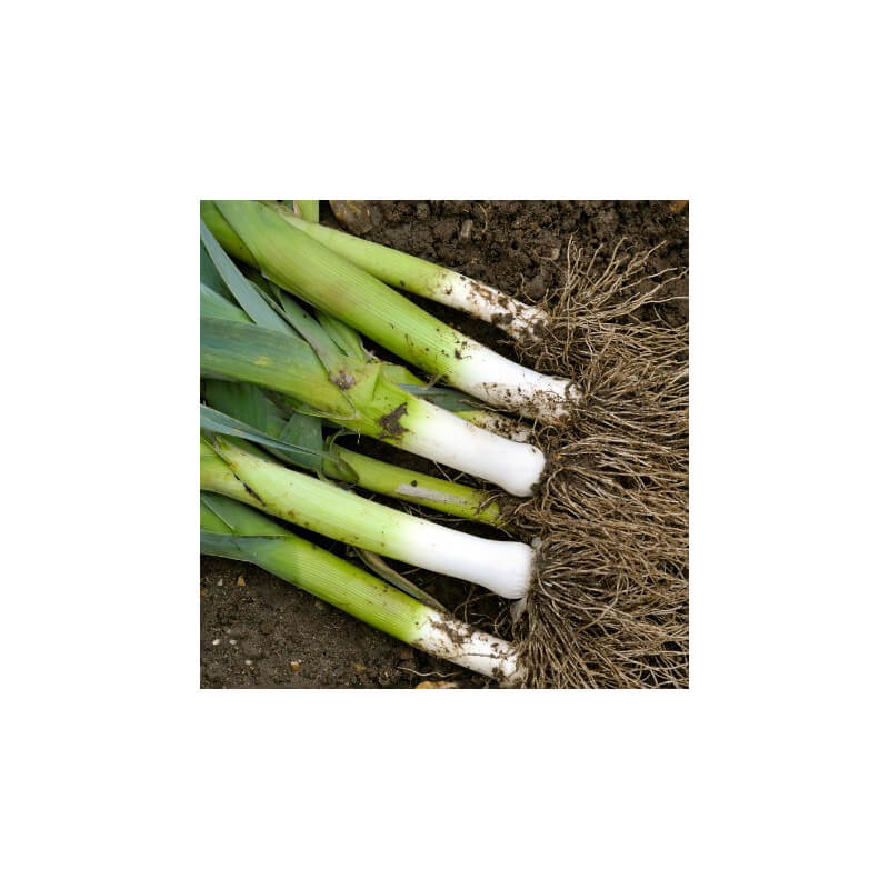 Poireaux BIO