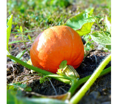 Potimarron BIO