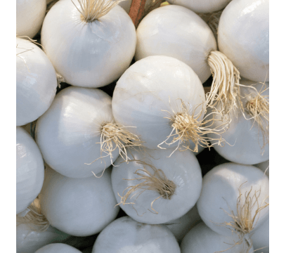Oignons Frais Vrac BIO