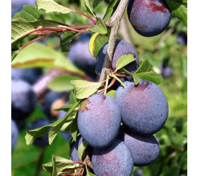 Prune Président