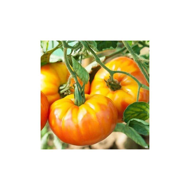 Tomates Ananas Pays
