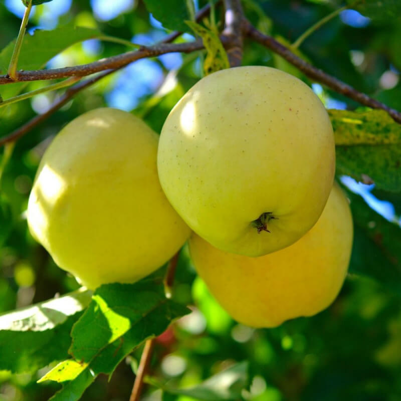 Pomme Golden BIO