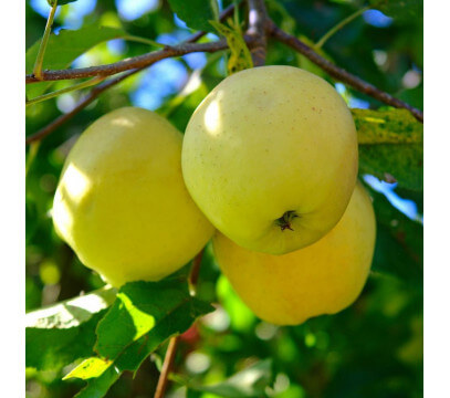 Pomme Golden BIO