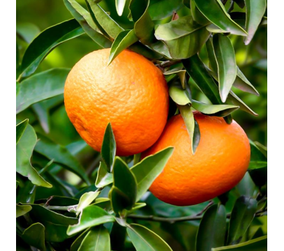 Clementine Feuille