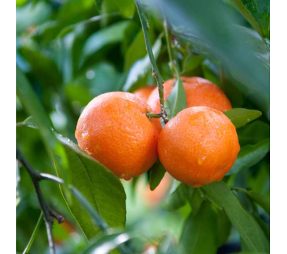 Clementine Feuille