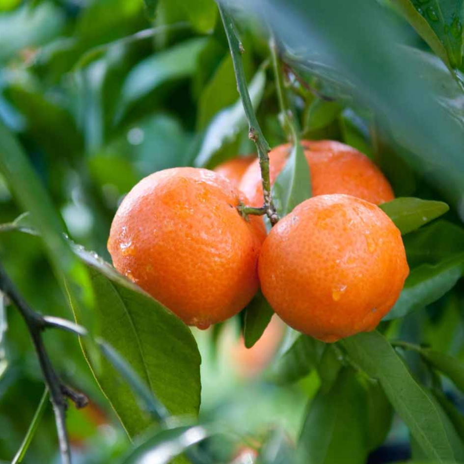 Clementine Feuille