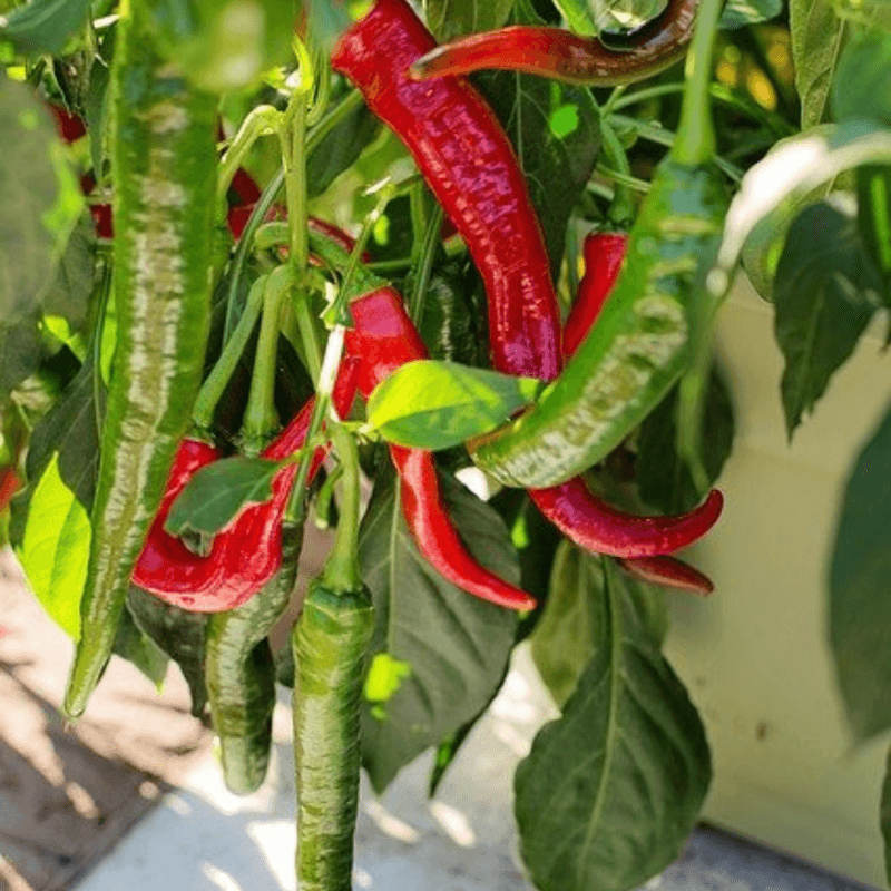 Piment Doux BIO