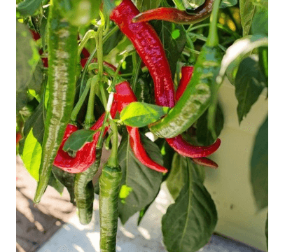 Piment Doux BIO