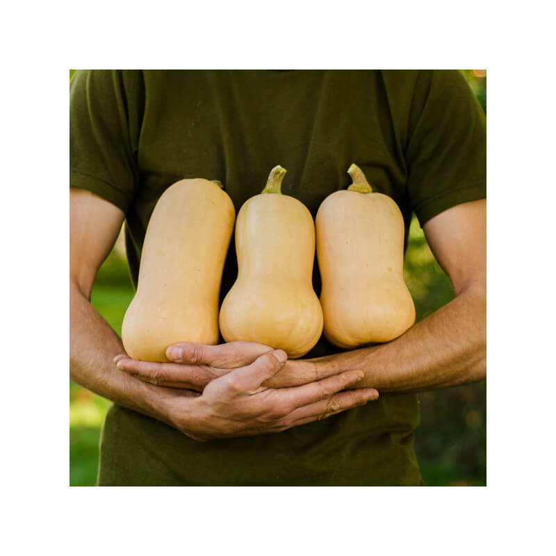 Courge Butternut BIO