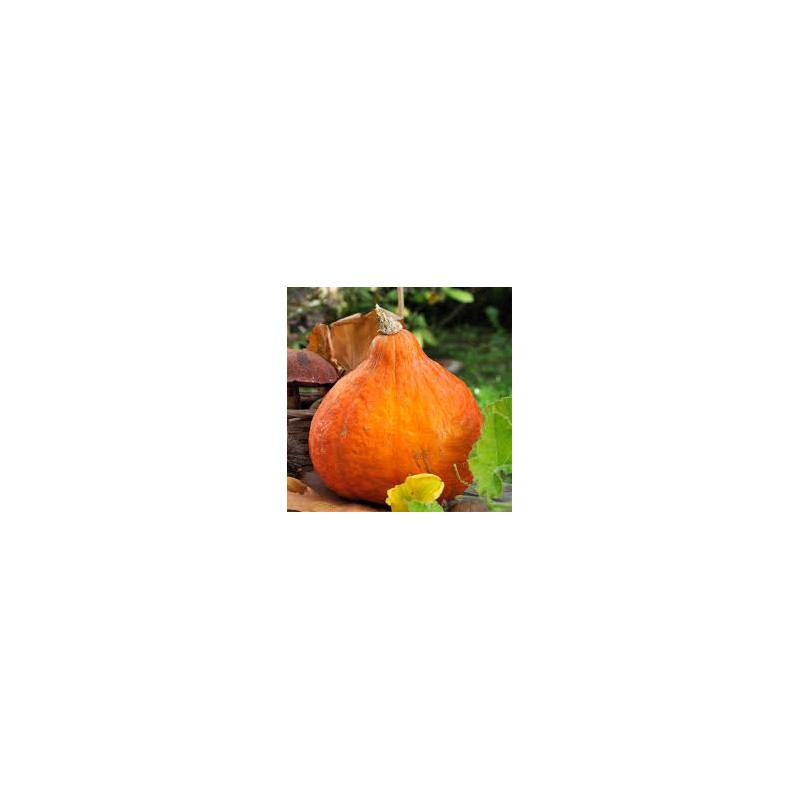 Potimarron BIO