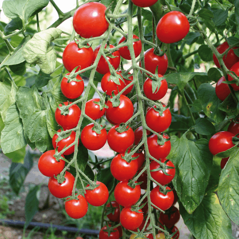 Tomates Cerise Grappe