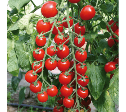 Tomates Cerise Grappe