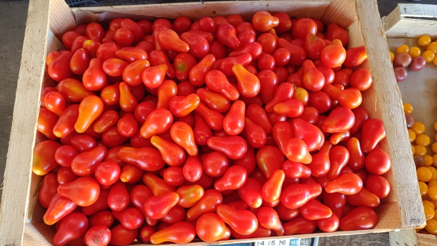 Tomates récoltées dans notre ferme de Léognan